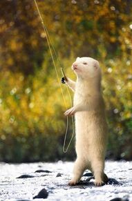 Can Ferrets Eat Fish? - PAZU AND FRIENDS
